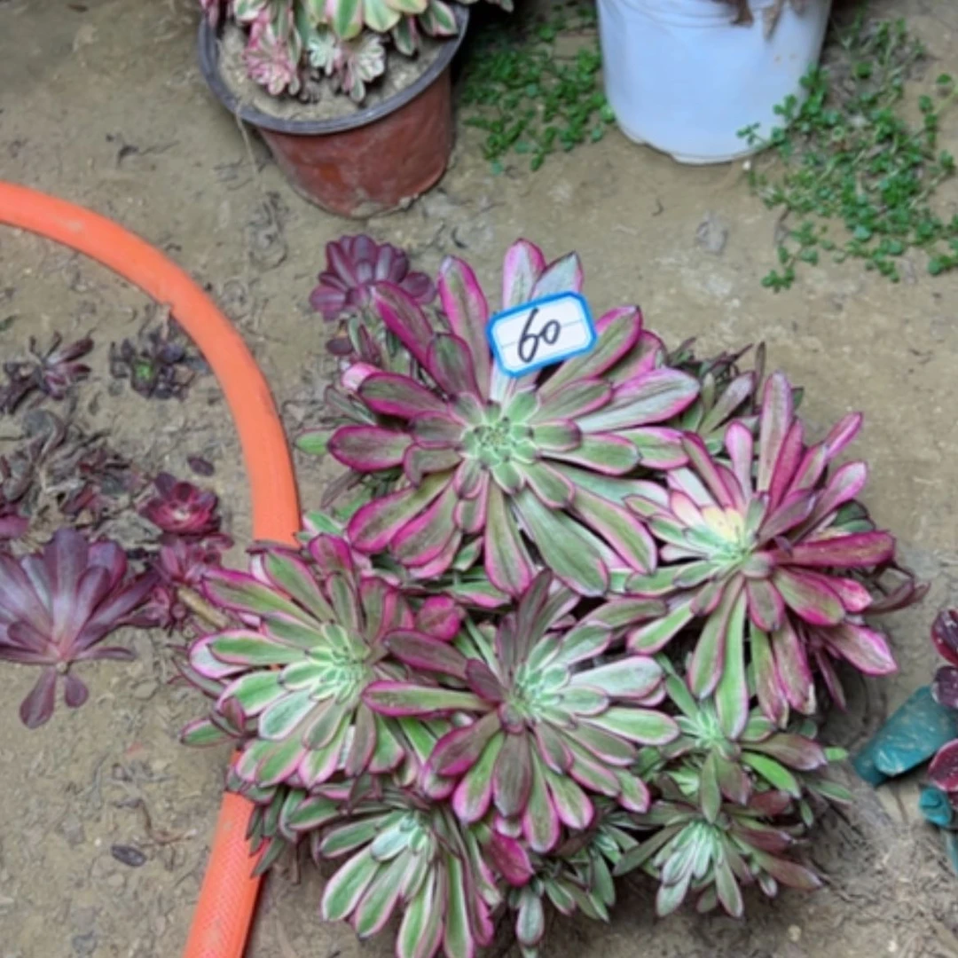 【闪购商品】小*草多肉植物维娜丝砍过不售后60