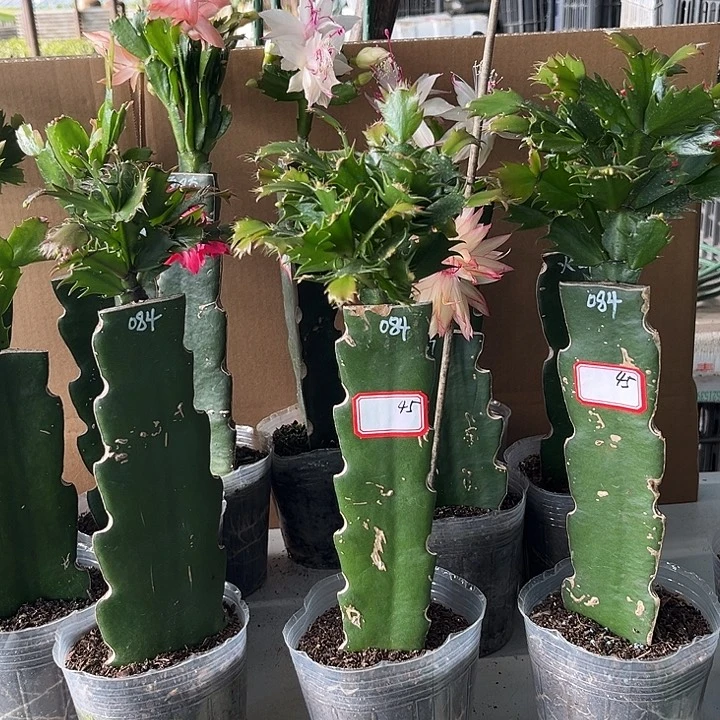 天***眠当前无花朵，栽培后可花朵084