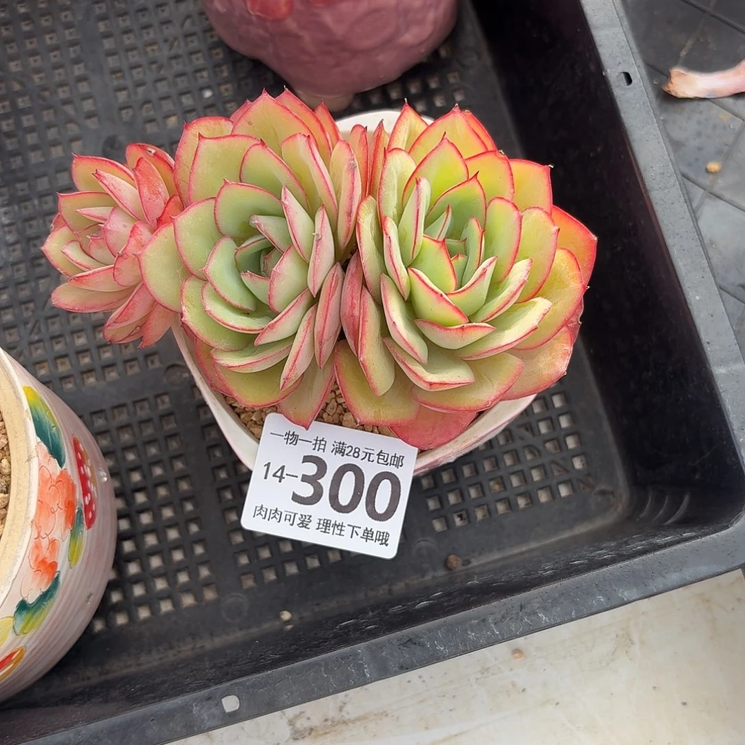 牡丹亭无盆土发货无