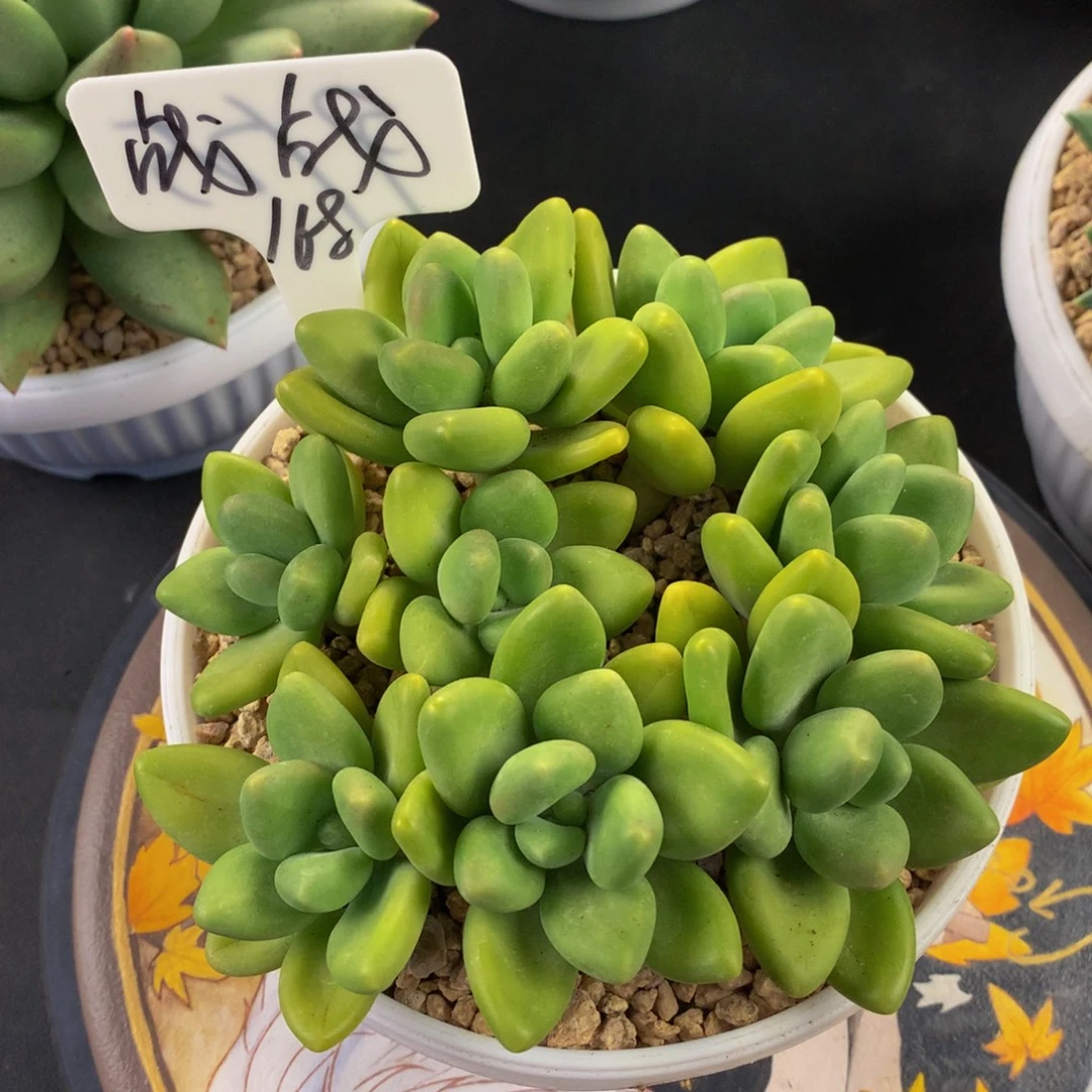 芒果奶好看好看好看