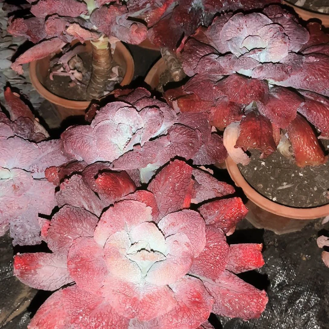 男爵13.99多肉植物