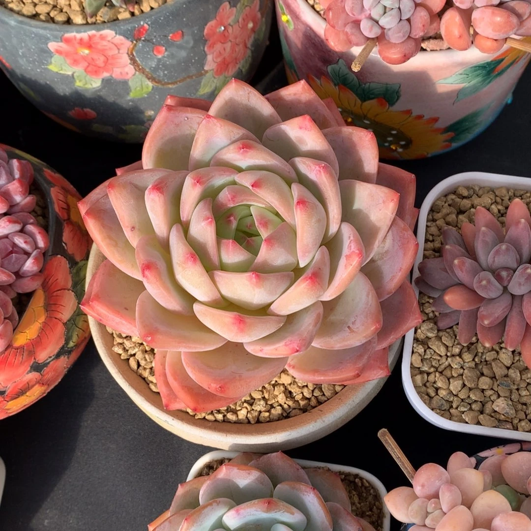 海洋之心 单头 一颗