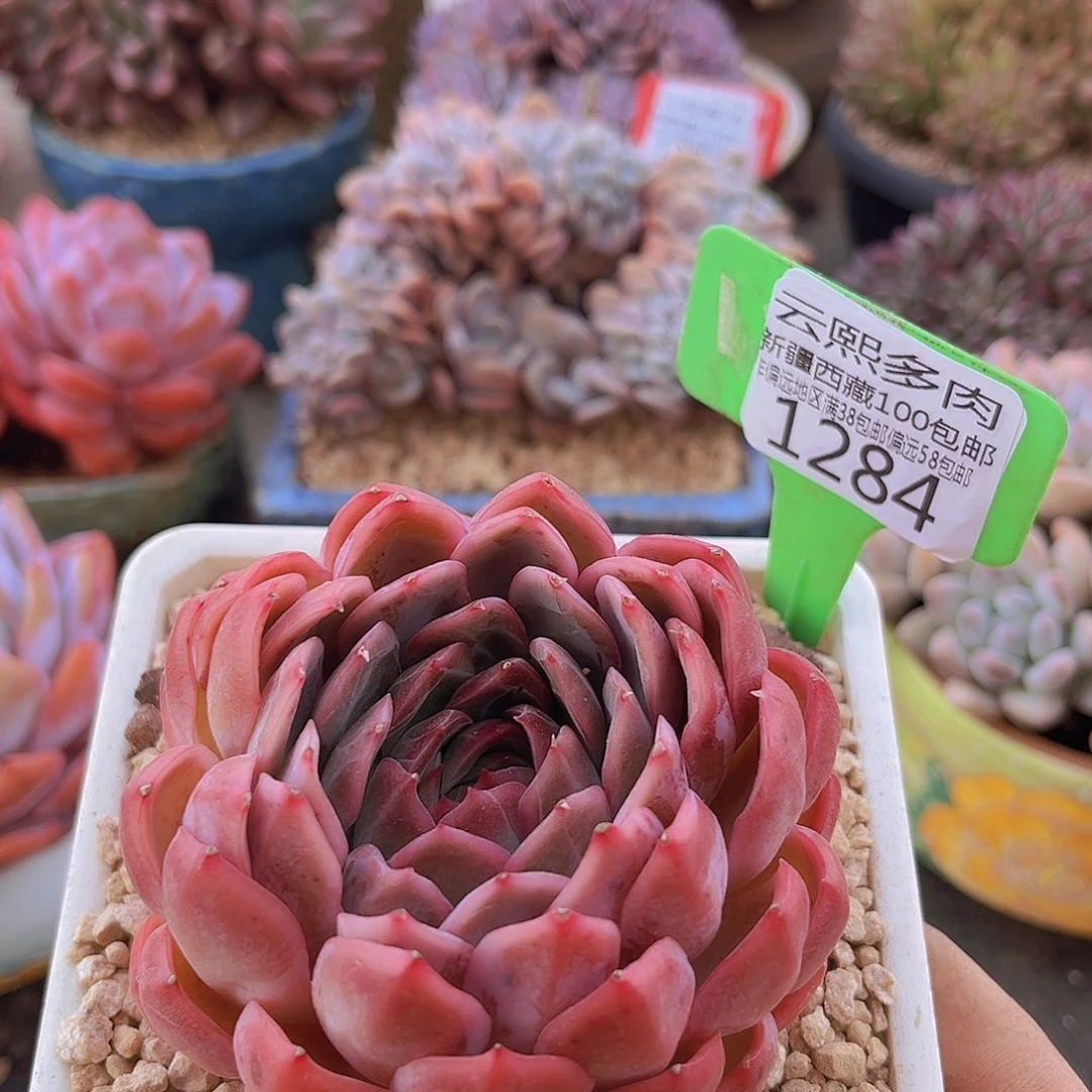 1284龙鳞果多肉植物