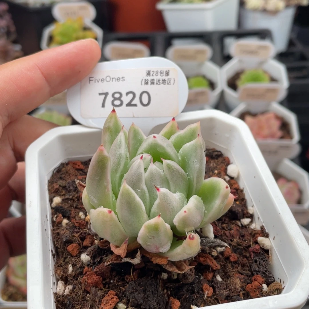 天使玛利亚锦7820-5厘米