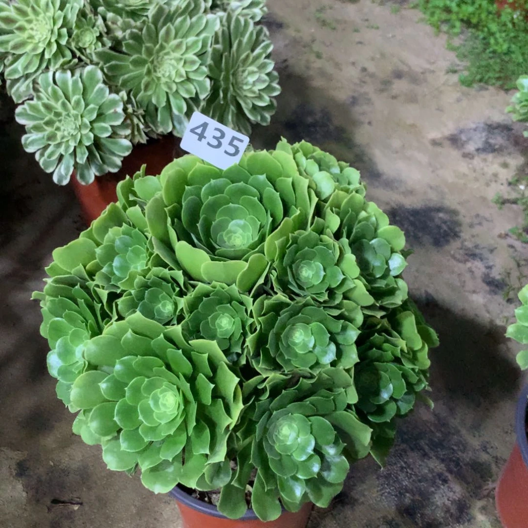 【闪购商品】435绿玫瑰