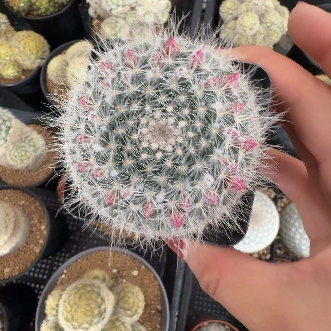 实生长毛翁殿脱土发货