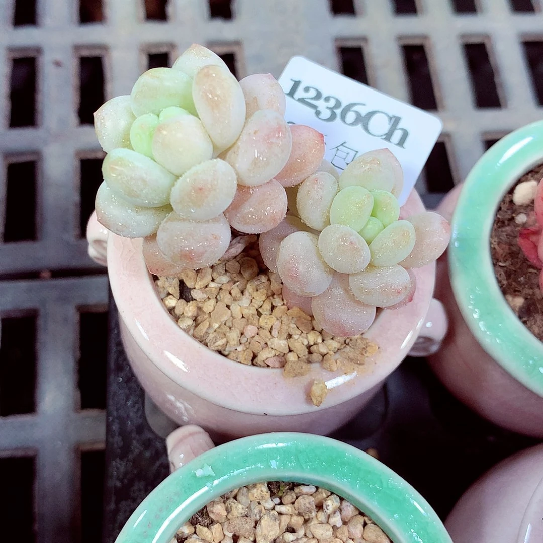 5厘米盆精控多肉1236