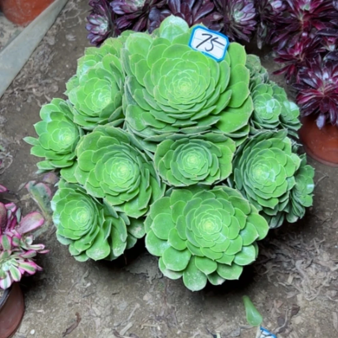【闪购商品】多肉植物万圣夜75