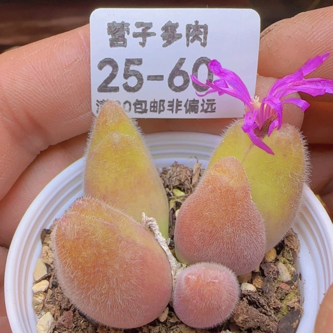 长毛4头。 带盆土发货。