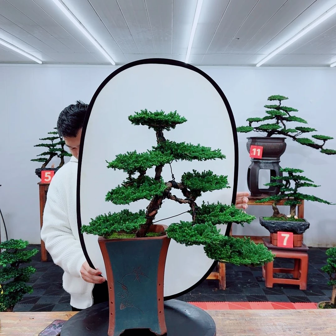 无花朵珍珠柏8888888888