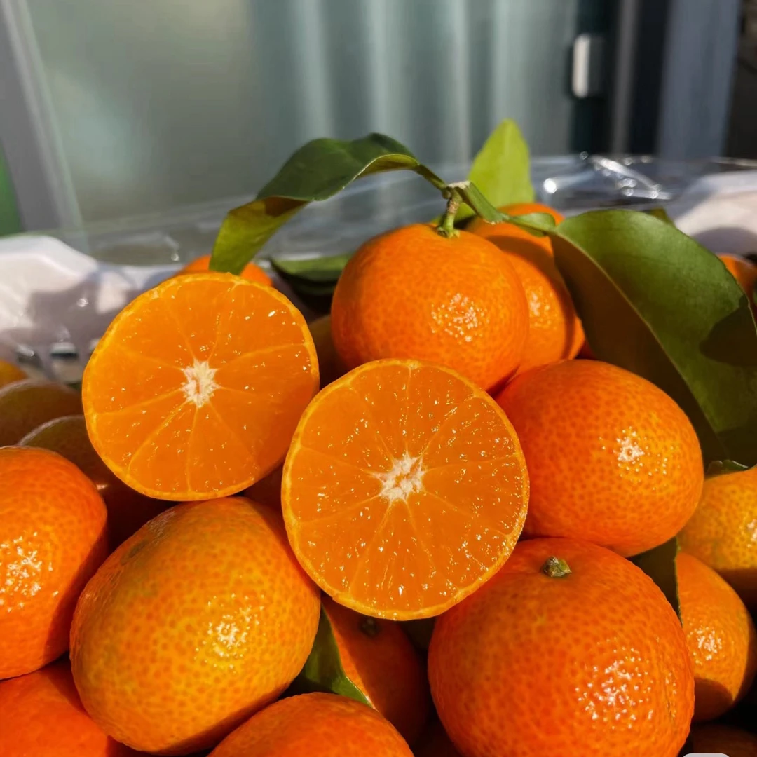 【金秋砂糖橘】正宗嫁接苗 南北方阳台庭院盆栽地栽橘子果树苗