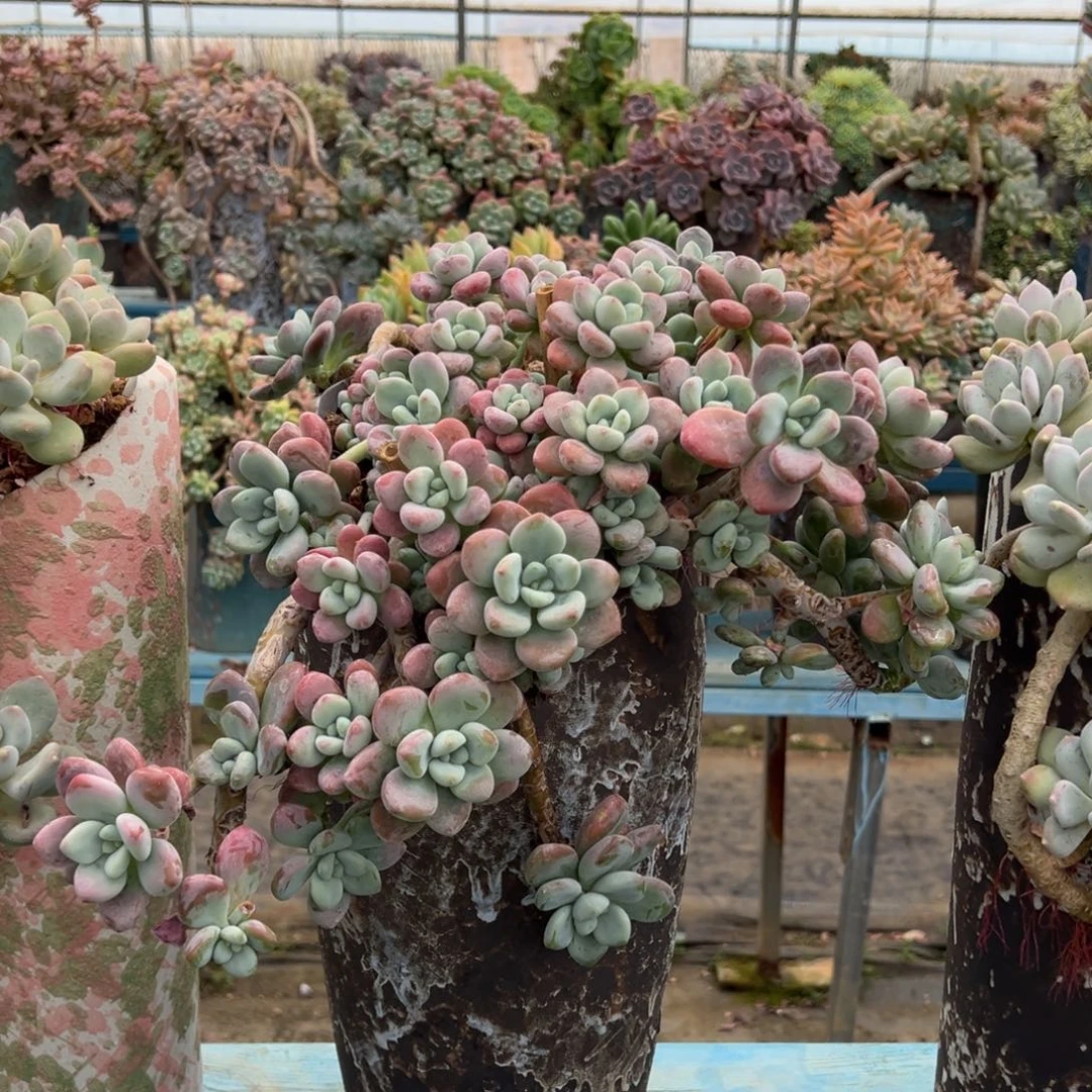 露养老桩脱土裸根洛神