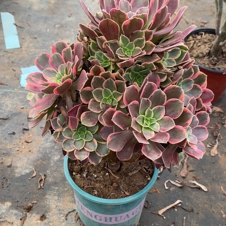 金丝雀39多肉植物法师法师法师