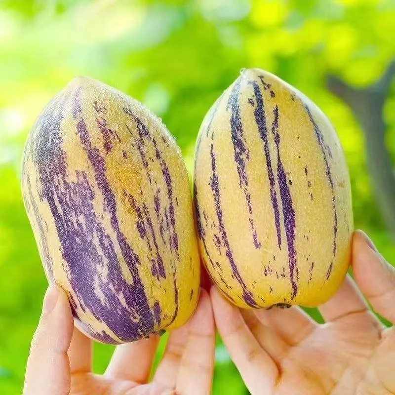 甘肃民勤人参果带箱5斤 单果150g+约8-15个沙漠人参果