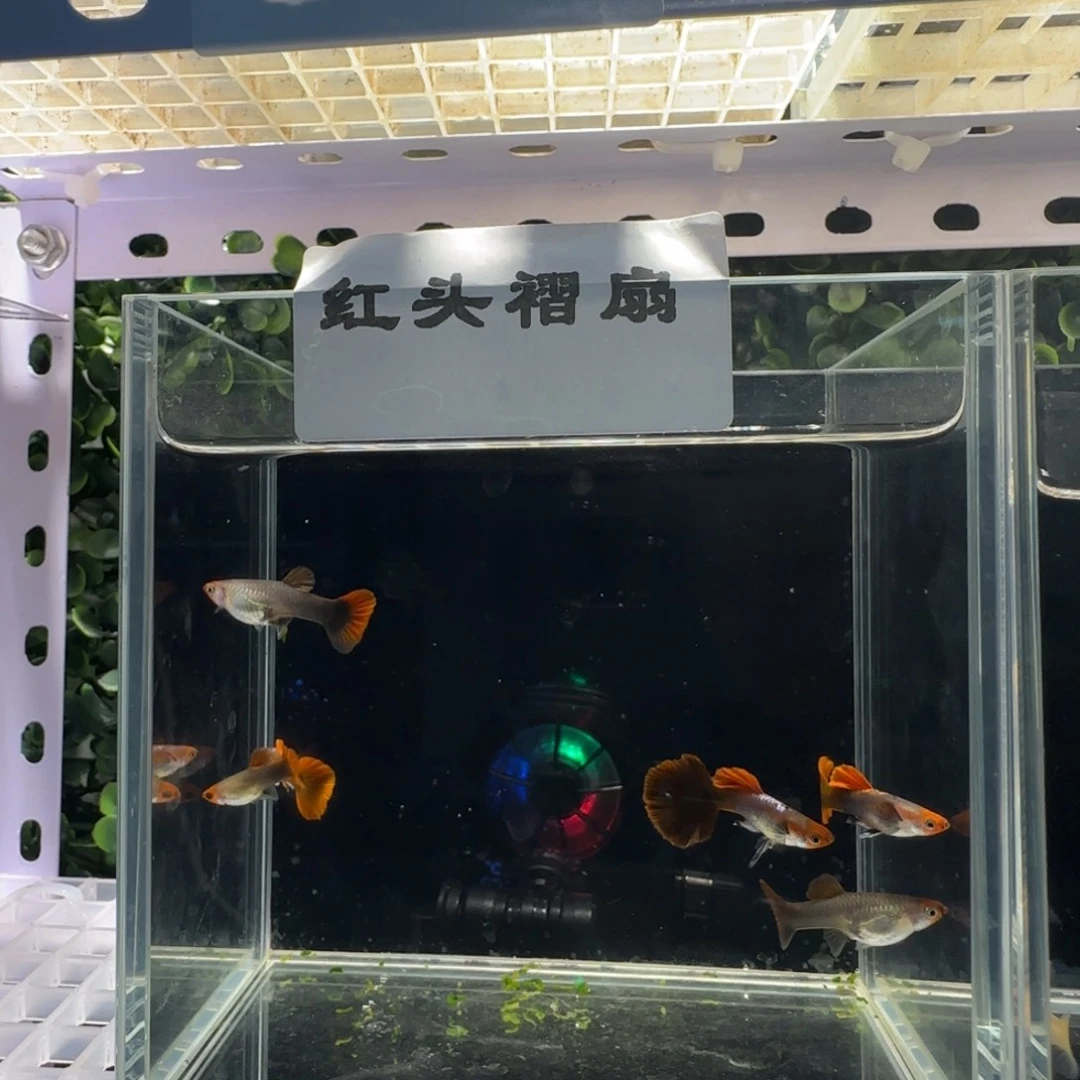 孔雀鱼红头折扇三对