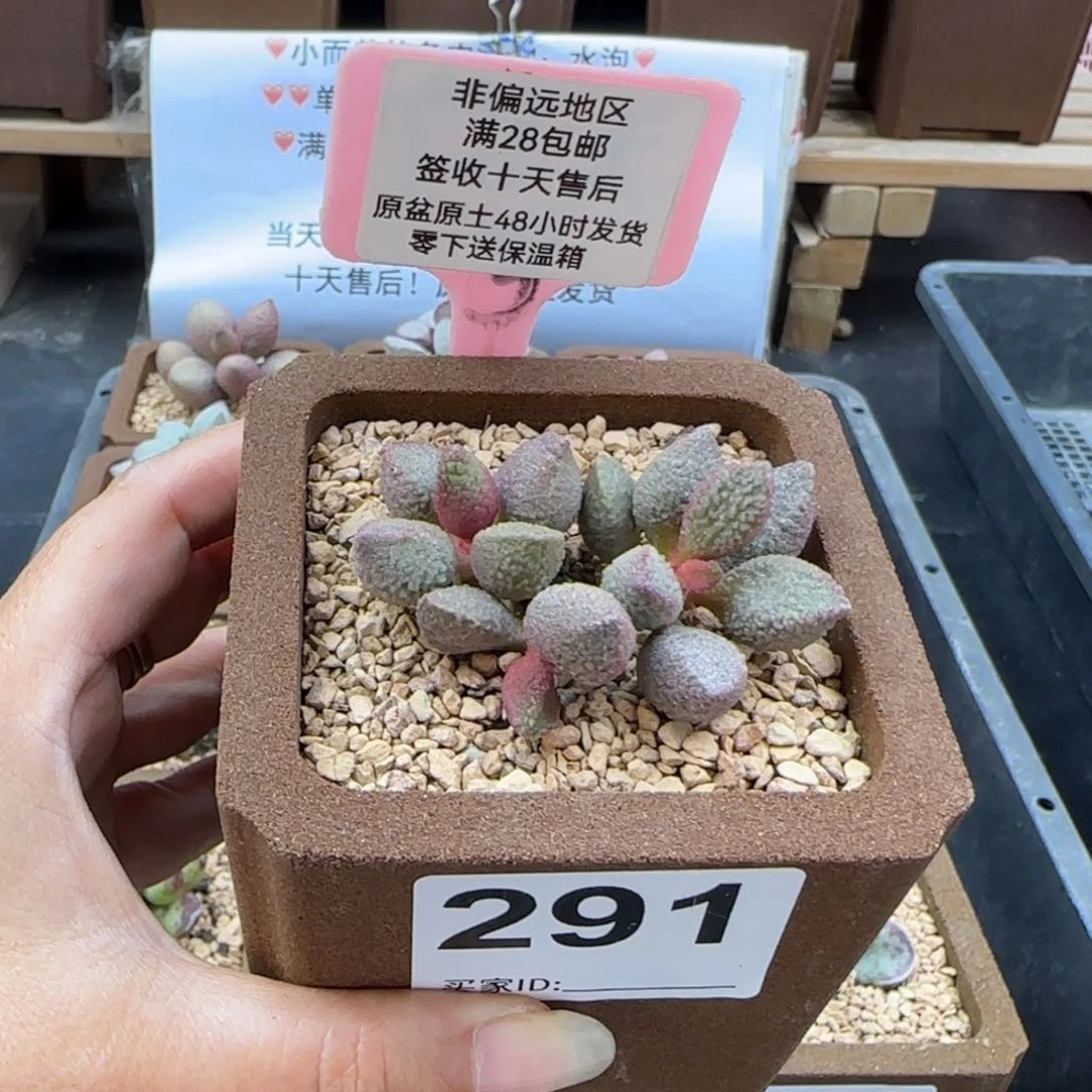 291般若多肉植物