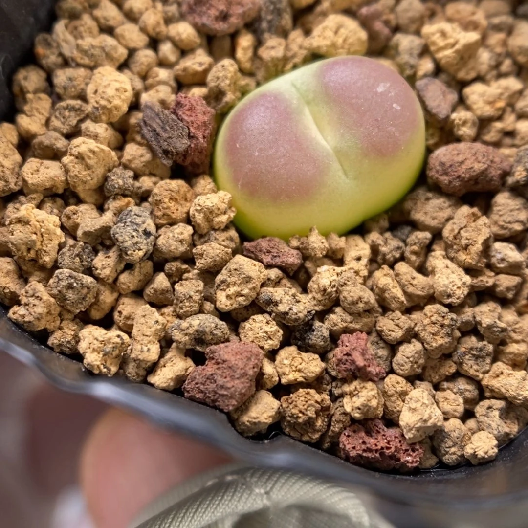 多肉植物肉锥拉登K-4175