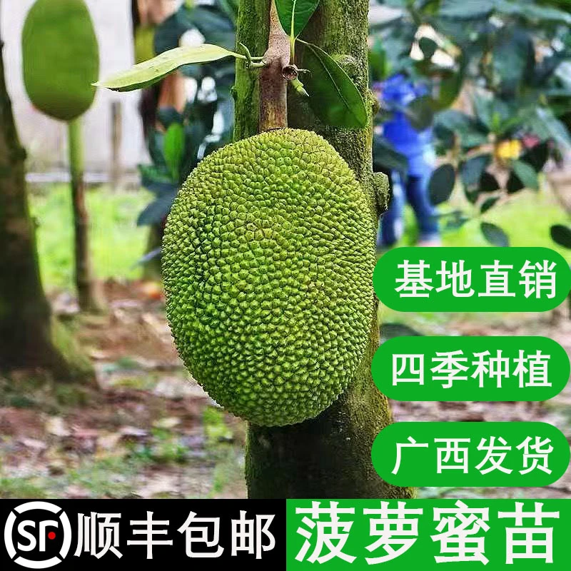 印尼红菠萝蜜苗红肉菠萝苗嫁接果树苗黄肉一号南方四季盆栽庭院