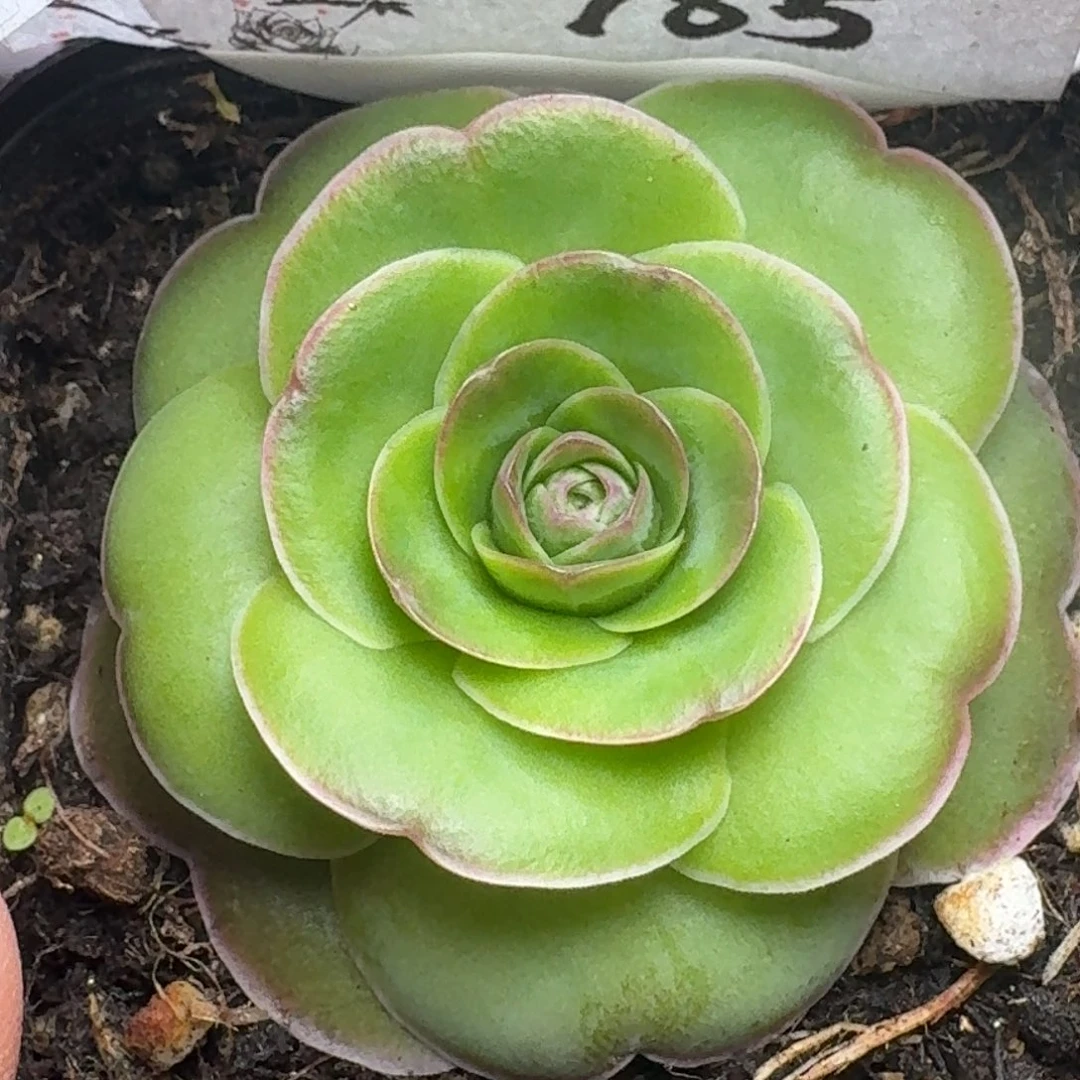 楹楹-785-冠幅  4cm