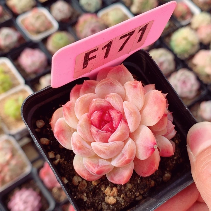 胭脂冰魄6cm多肉植物