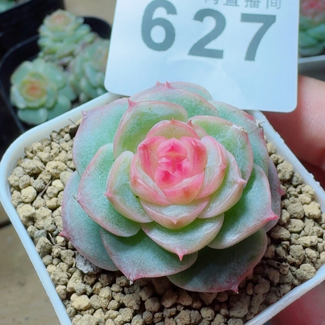 暮光之城            精美多肉植物