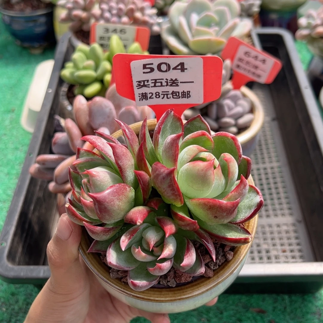 表妹精品多肉植物504.