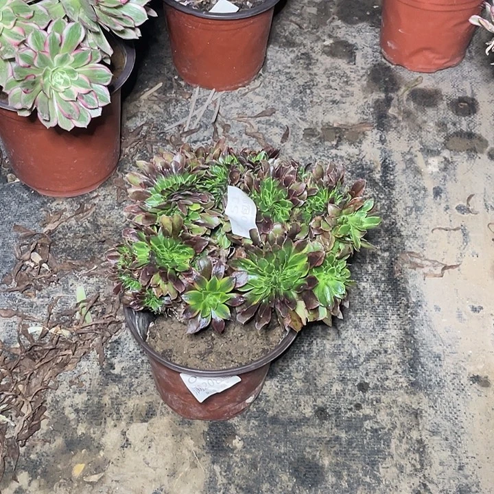 451青檬缀化有伤多肉