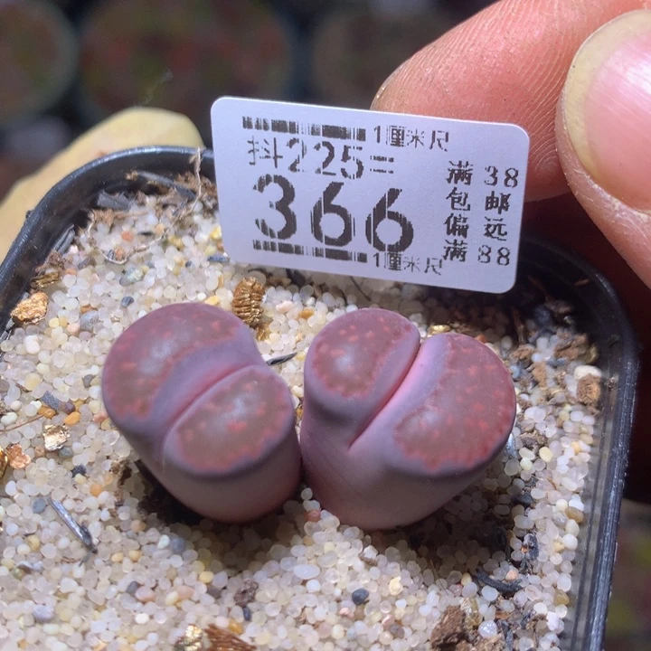 精品生石花225.366