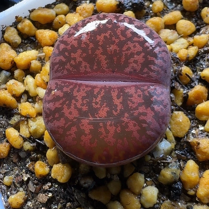 生石花2:：：：。  25号