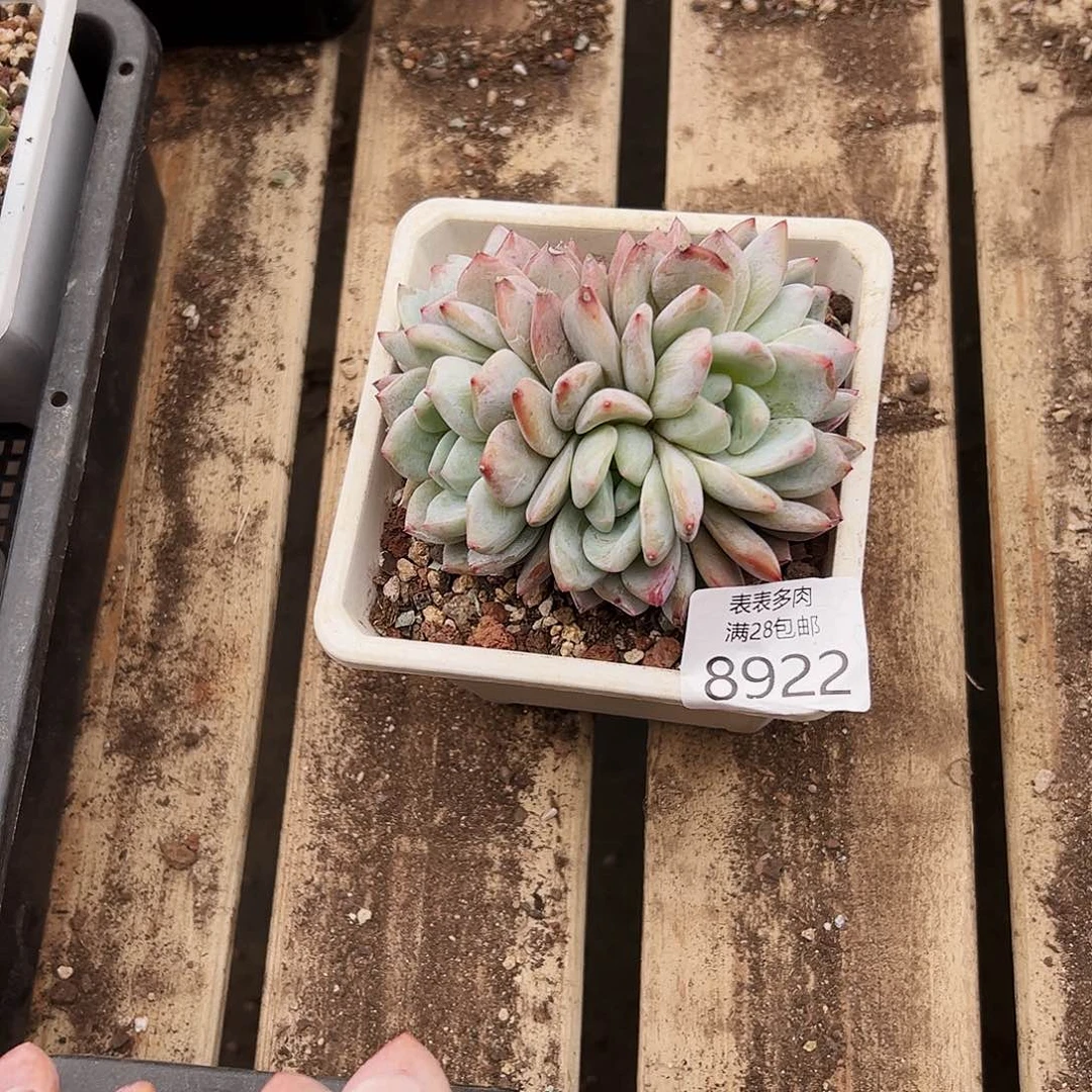 9号吉****8多肉一物一拍8922