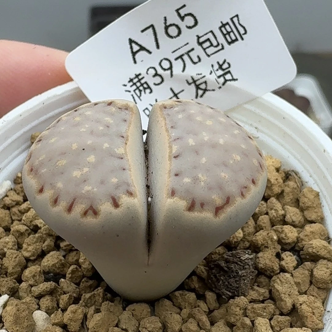 765多肉哈哈哈哈哈哈哈