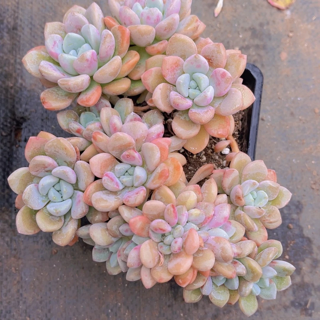 雨***！闪购花瓣鹿缀化1棵39