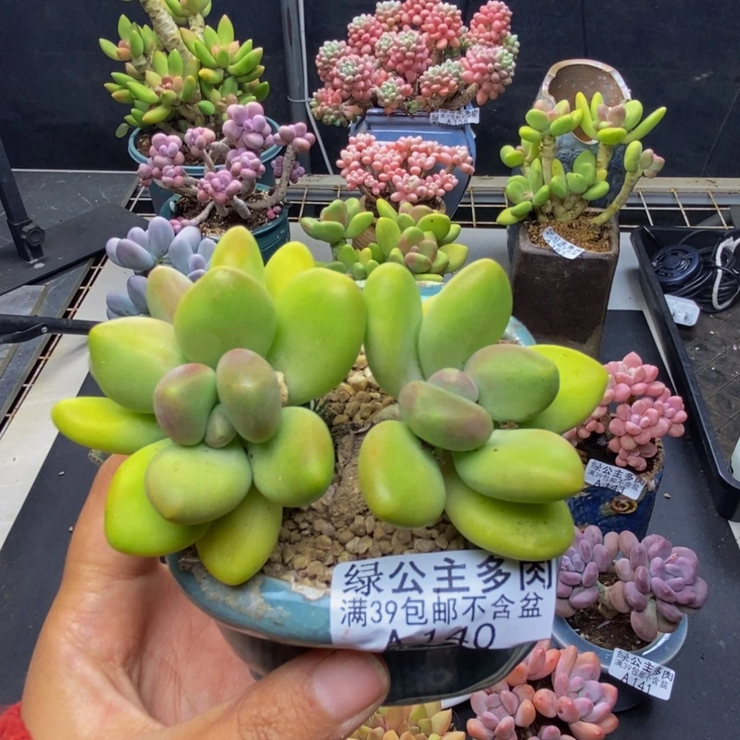 ?*凤140芒果奶多肉7c m
