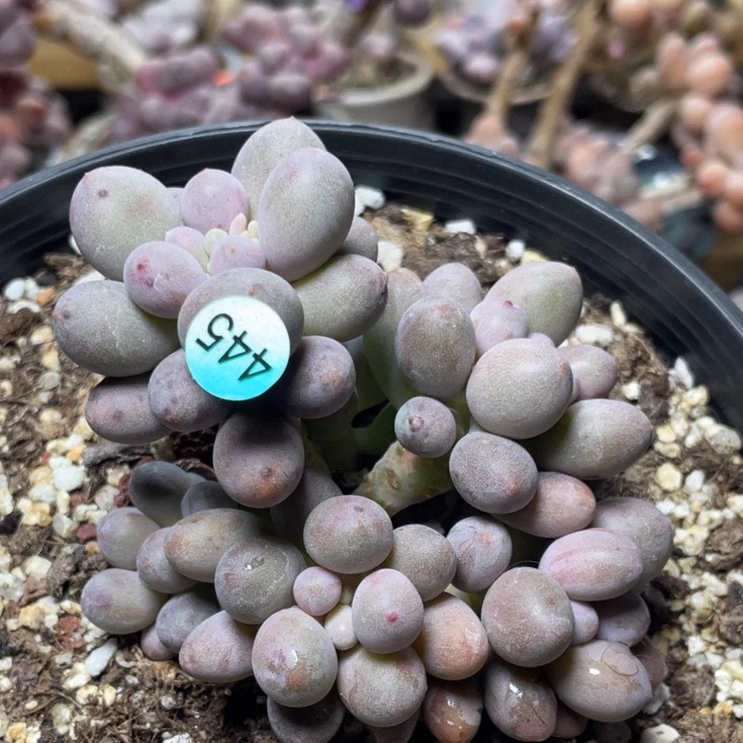 仙子奶酪出奶尖多肉