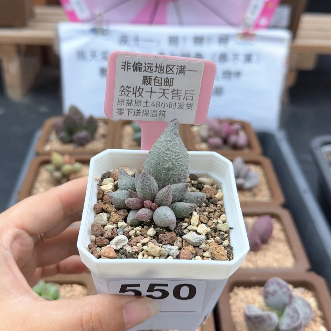 J****?550融化纹冰淇淋多肉植物
