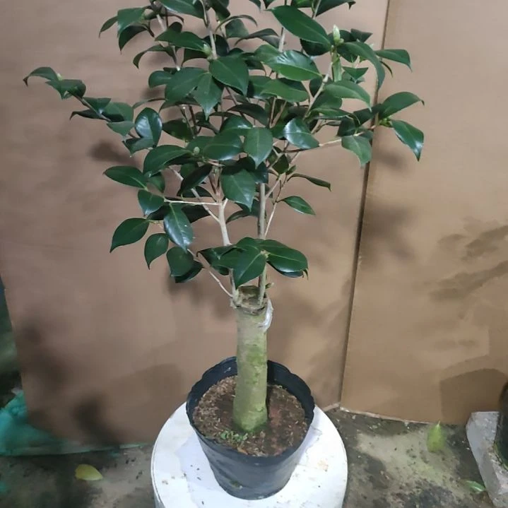 441鲍勃的爱物，原盆原土发货，不包邮
