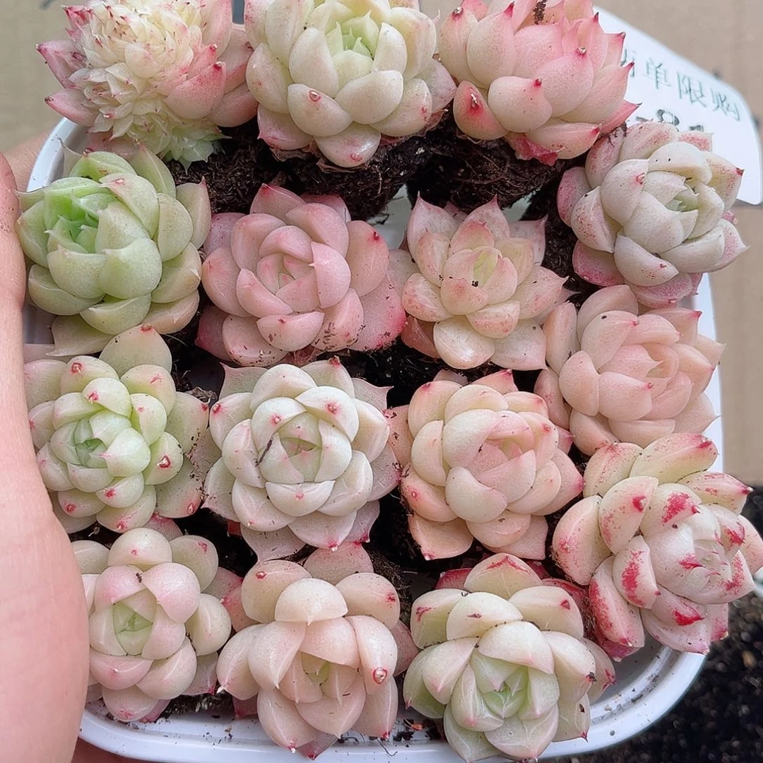 1-81 新疆西藏内蒙不发12.8包邮23公分多肉