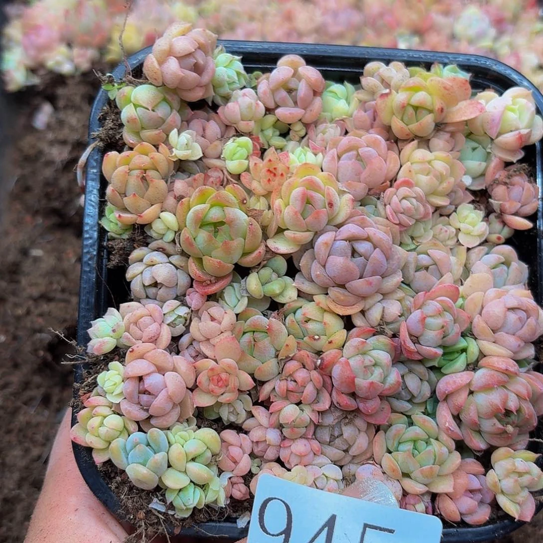 多肉植物多肉植物945