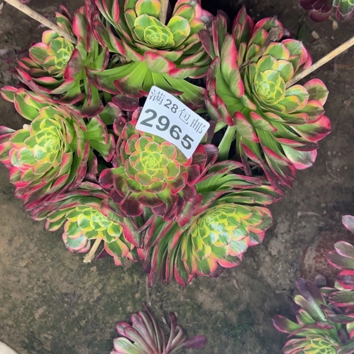 2965朝霞多肉植物