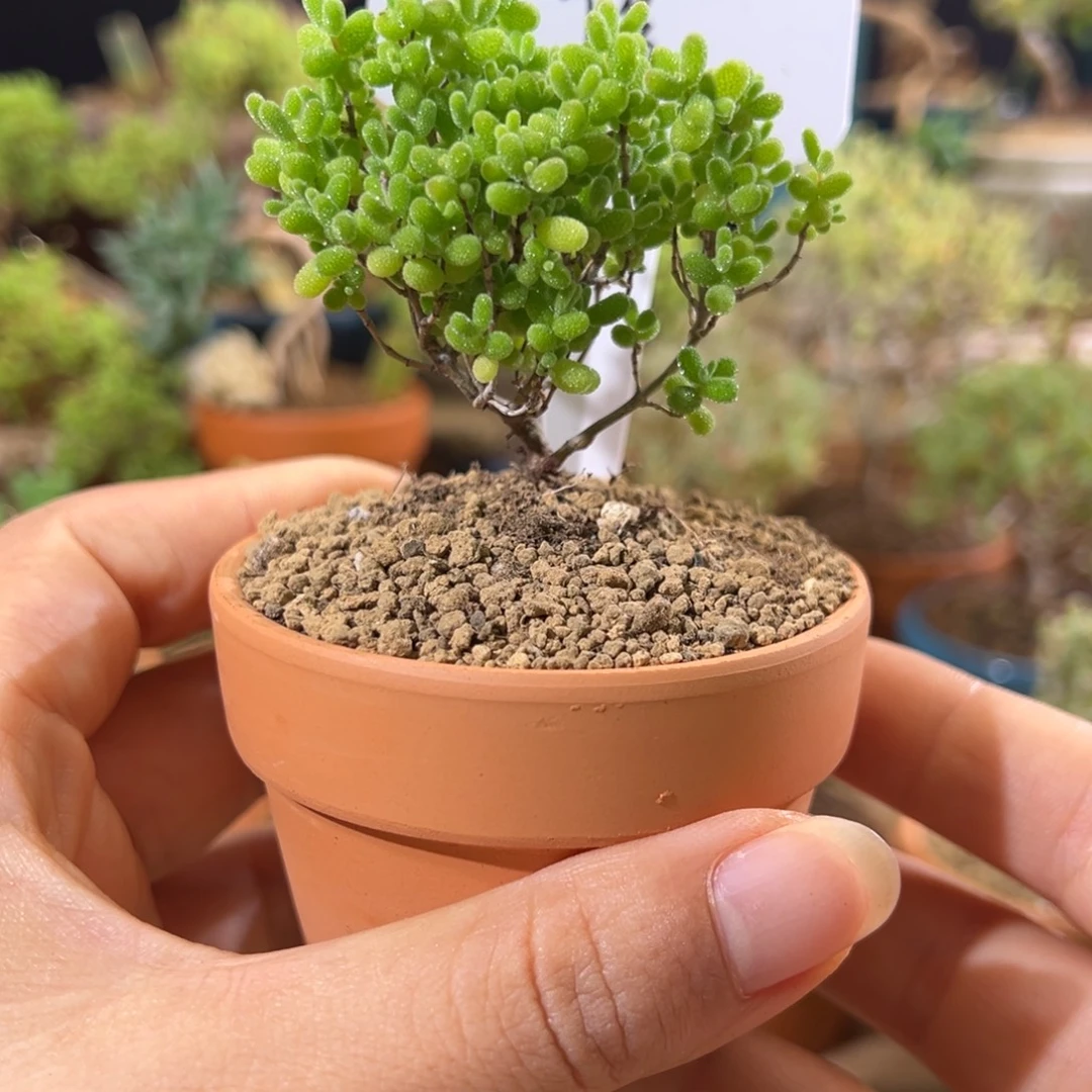 7号蜜橘带盆小精致