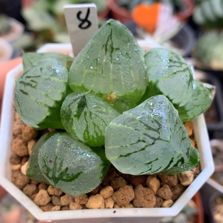 杨贵妃，带盆土发货