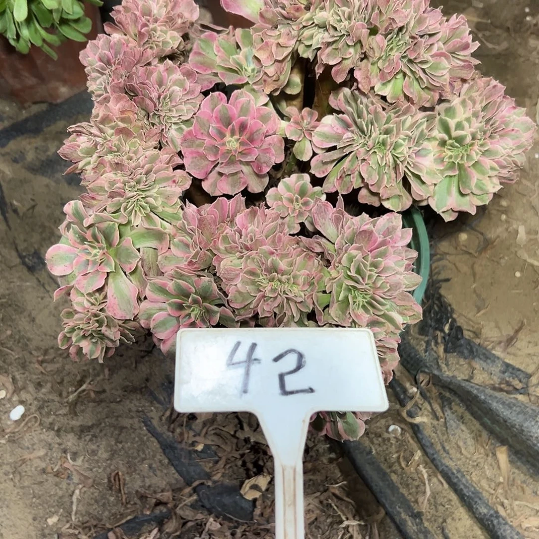 多肉植物粉女巫缀花42