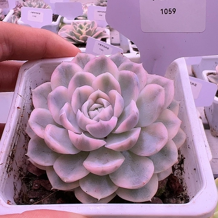 1059号雪球锦多肉