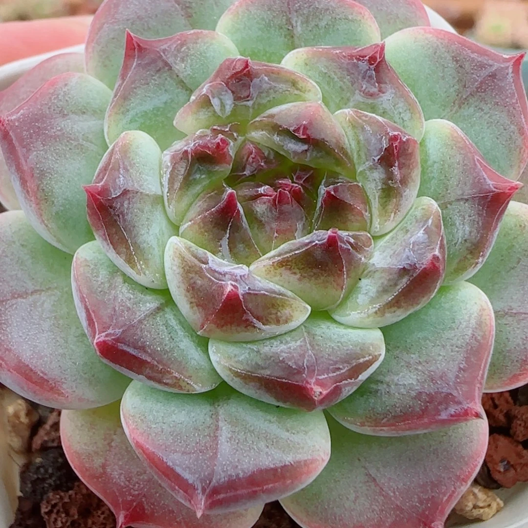 花语逸镜0925-185秘境冰魄