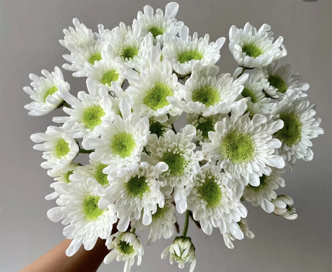 （曼曼）白色小菊1扎 包含2支不售后防损鲜花任意2单包邮