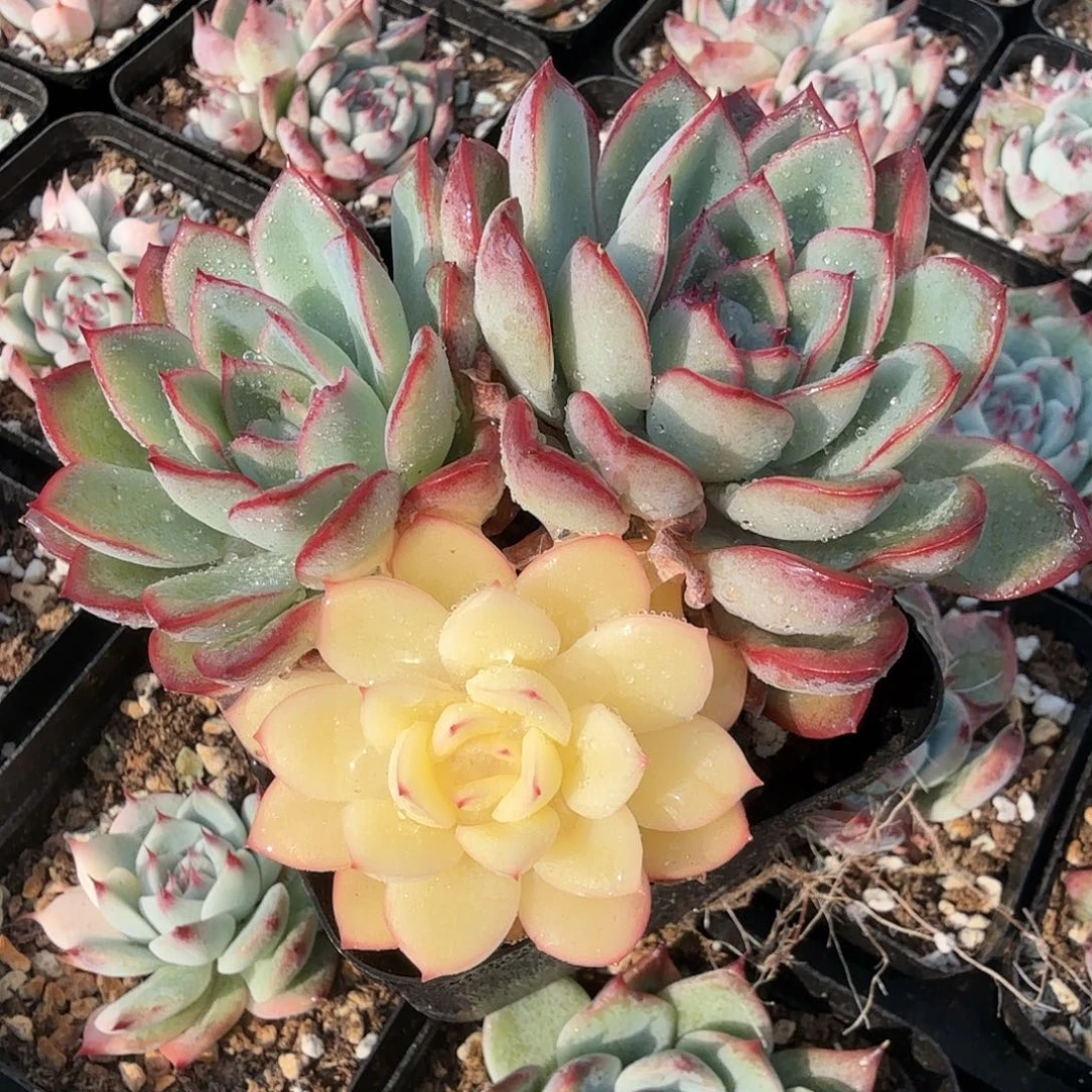 雨燕座锦，多肉植物