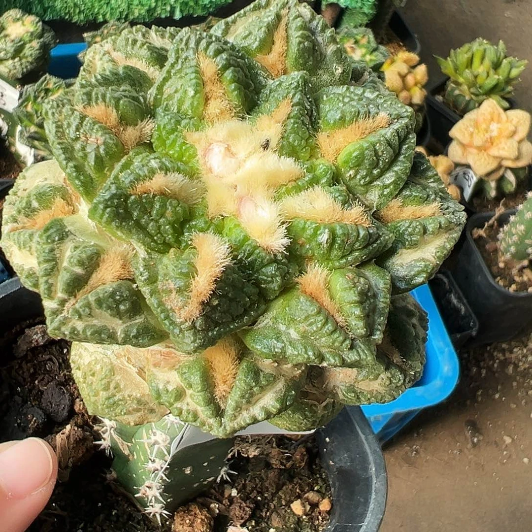 无花朵福利志贺龟甲牡丹963