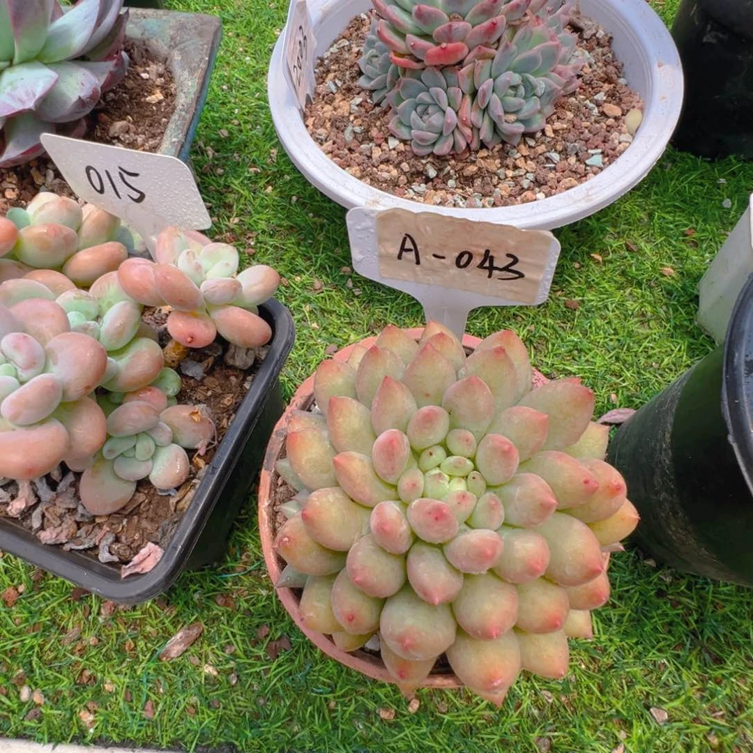 言字043号一物一拍