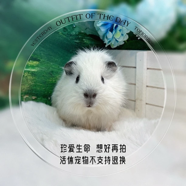 加州弟弟 荷兰猪 豚鼠 包邮包风险