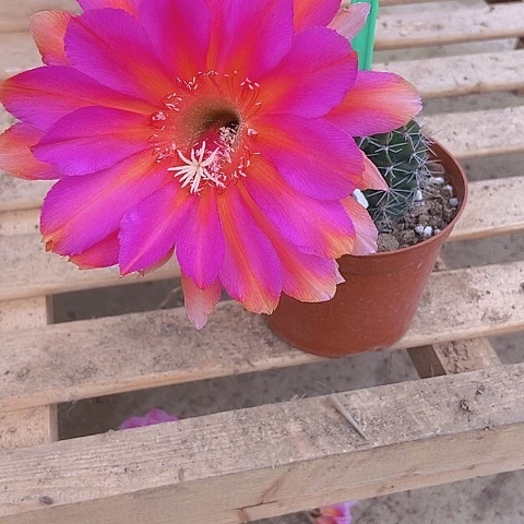 张***仙人掌彩草A006摘花脱土发货
